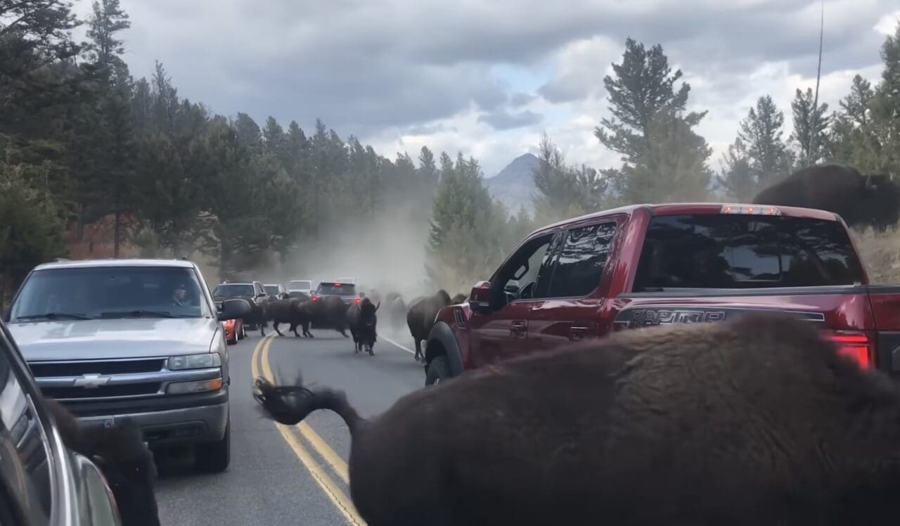 Bison herd stampedes through traffic @ Yellowstone National Park.